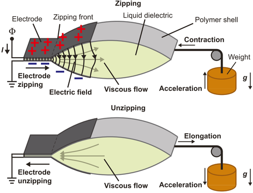 Dynamics of Electrohydraulic Soft Actuators