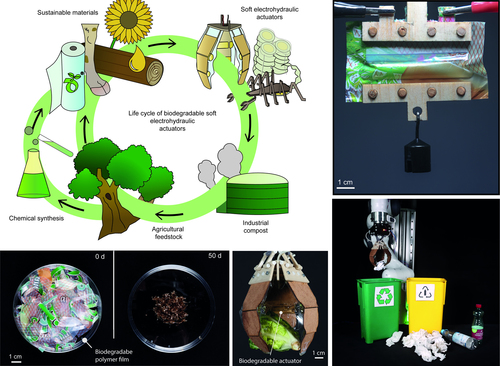 Biodegradable Electrohydraulic Actuators for Sustainable Soft Robots