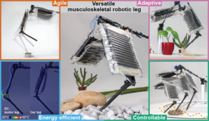 Electrohydraulic Musculoskeletal Robotic Leg for Agile, Adaptive, yet Energy-Efficient Locomotion